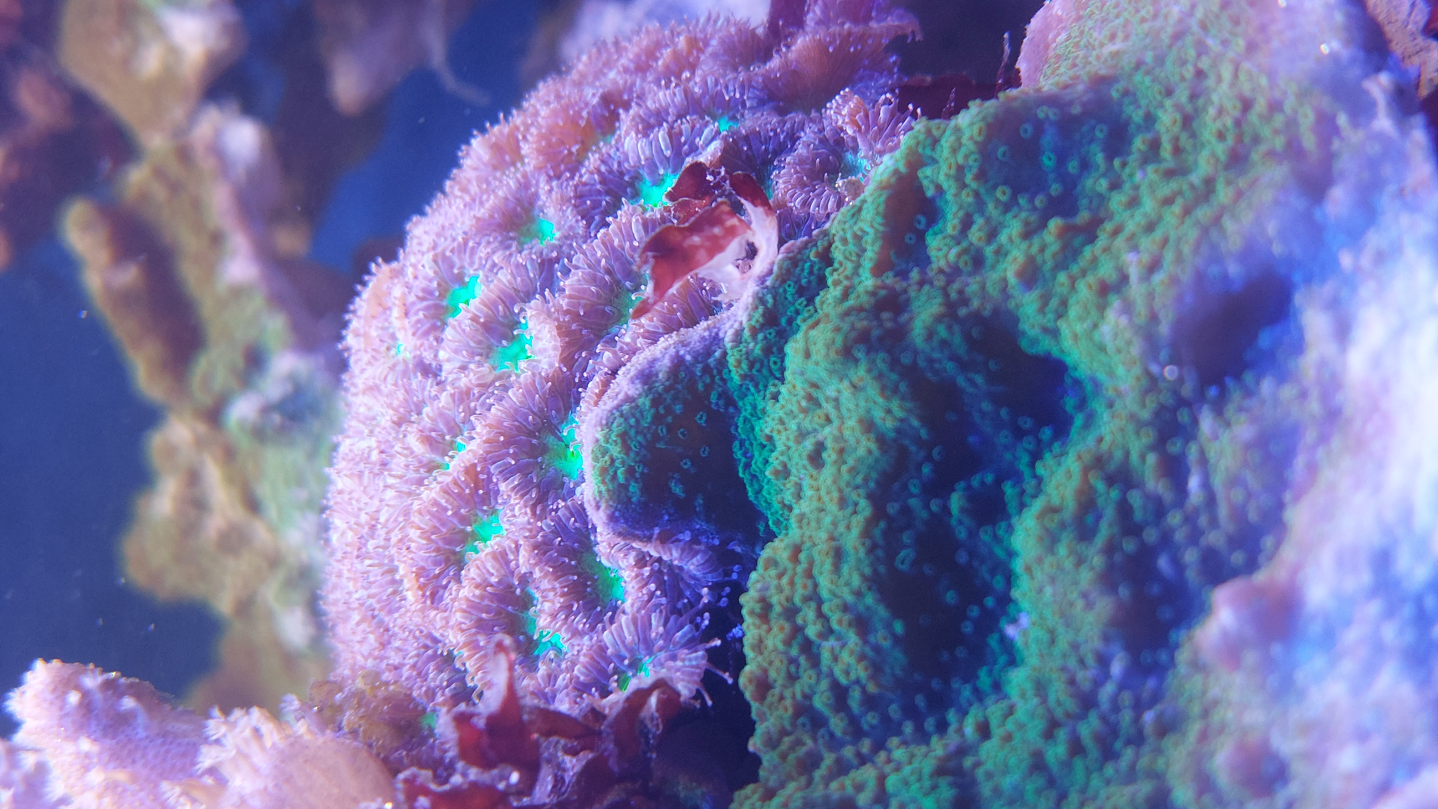 coral2