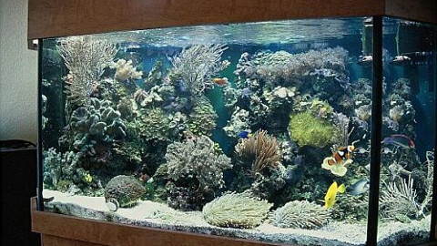 big marine tank